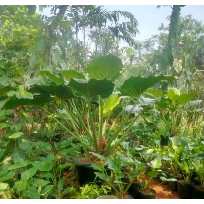 Tanaman philodendron marble dewasa tinggi 1 meteran daun+philo murah uk jumbo