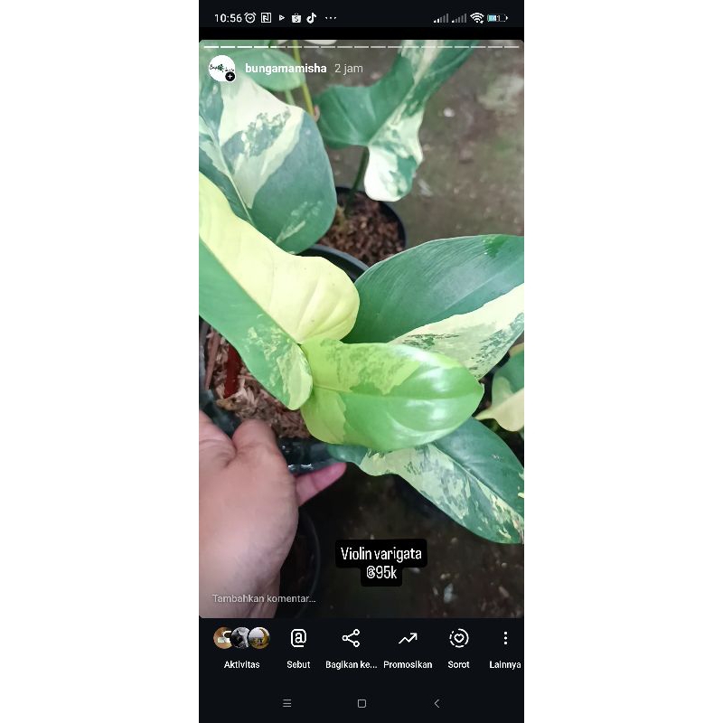 Philodendron Violin varigata, green congo varigata dan red congo