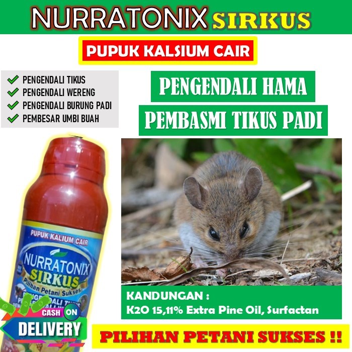NURRATONIX SIRKUS Obat Pembasmi Hama Tikus Pada Tanaman Padi - NURRATONIX SIRKUS Cara Ampuh Mengusir