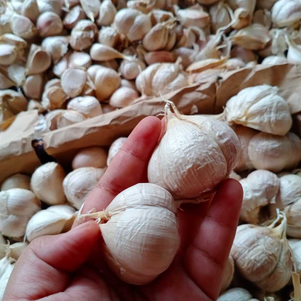 

BAWANG KATING BAWANG PUTIH KATING KERING BESAR BERSIH 500GR