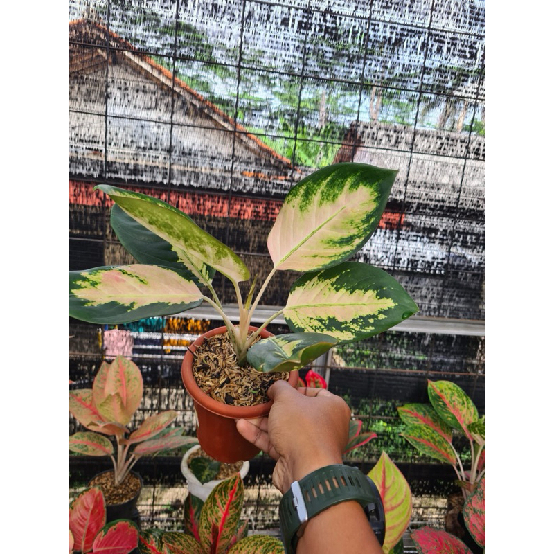 KOCHIN CAHAYA TANAMAN HIAS BIBIT UNGGUL