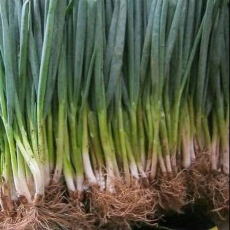 

ABBA - Daun Bawang 250 gr