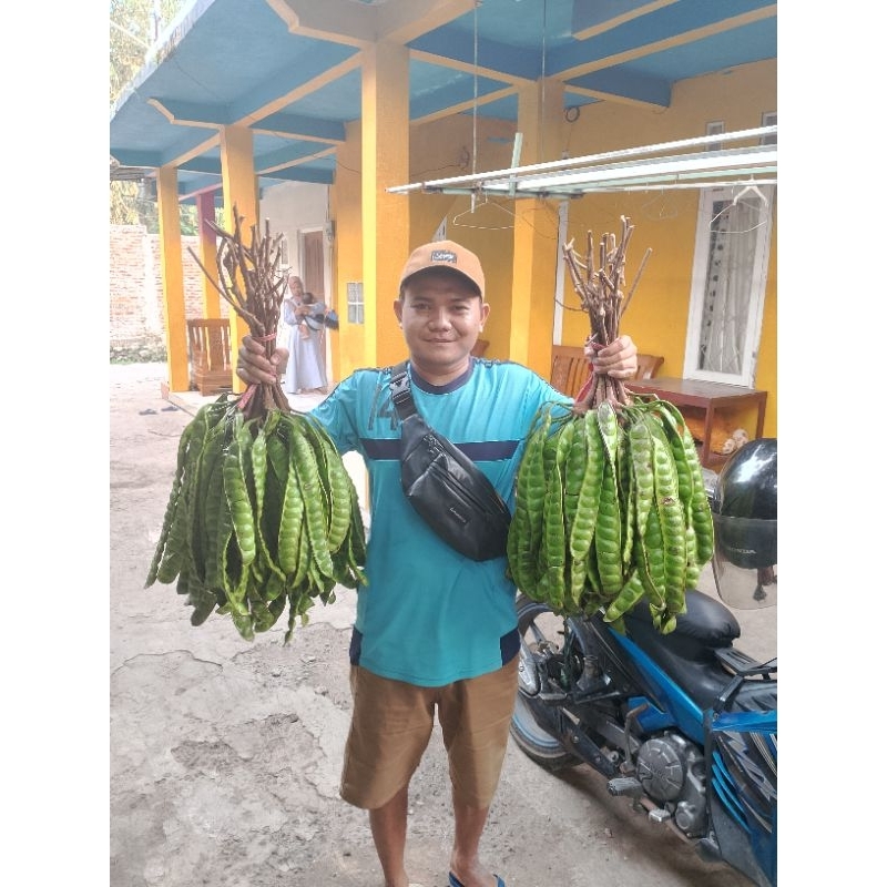 

Petai fresh super 1 papan 7000