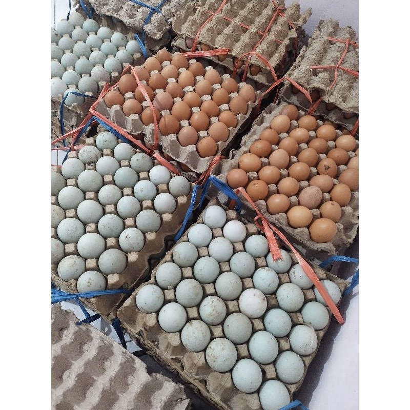 

Telor Bebek mentah grade AB