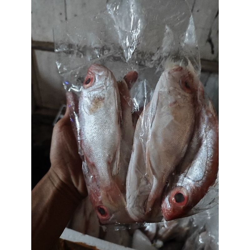 

IKAN LAUT SEGAR SWANGGI