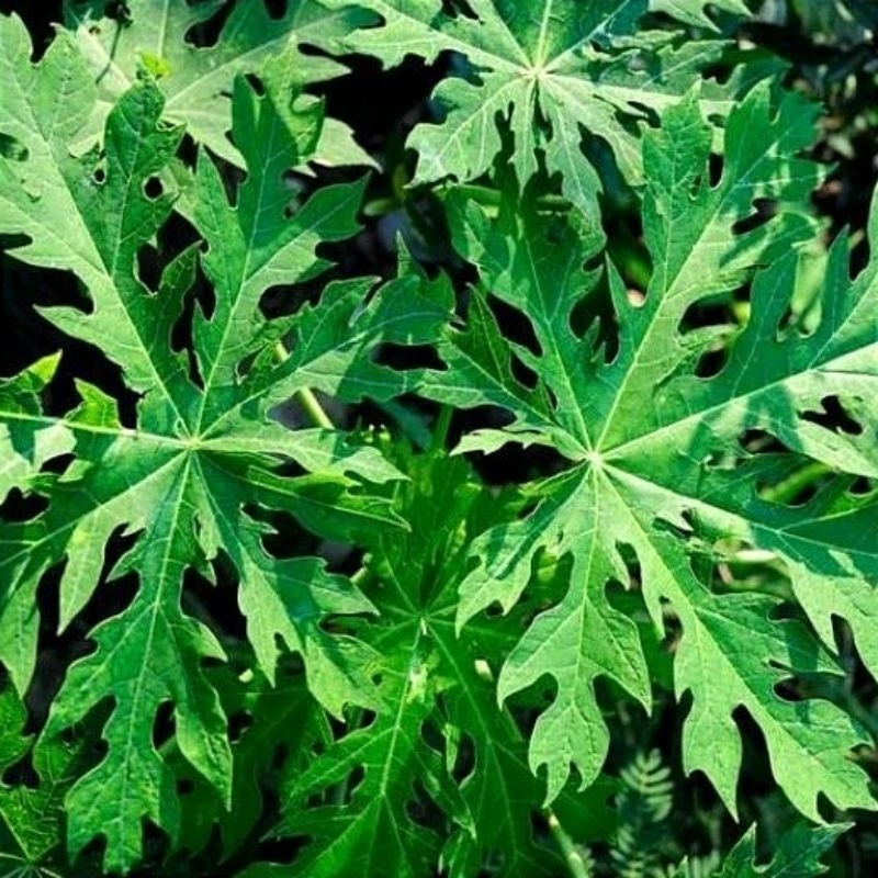 

Daun pepaya gandul / pepaya gantung herbal /KG