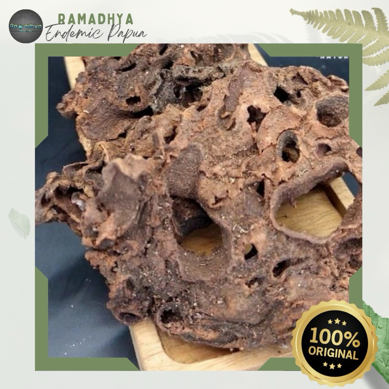 

Sarang Semut Asli Papua Original 100% 50gr Sarang Semut Papua Premium