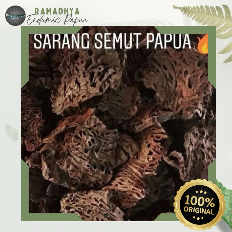 

Sarang Semut Asli Papua Original 100% Sarang Semut PAPUA ASLI 100 gr