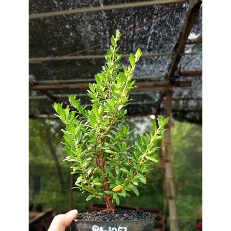QA-1052, BAHAN BONSAI SANTIGI MAWAR SUPER SEMAI BIJI