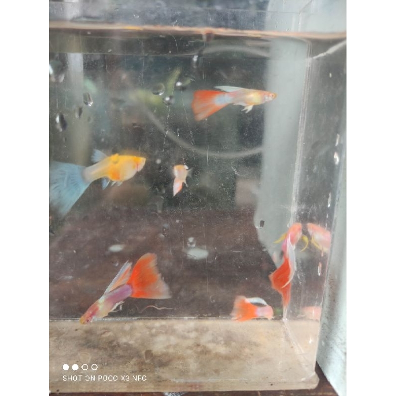 hiasan aquarium guppy red sky