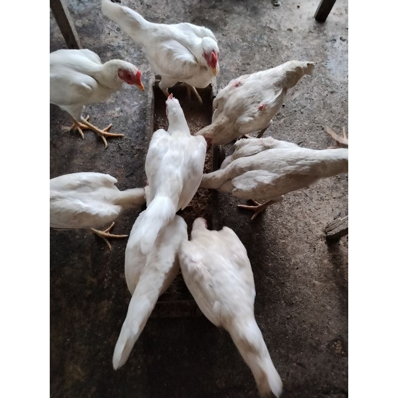 Ayam Kampung Super Betina Indukan Warna Putih ( Hidup )