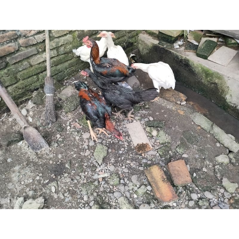 

Ayam Kampung Super Jago dan Betina buat bibit Indukan ( Hidup )