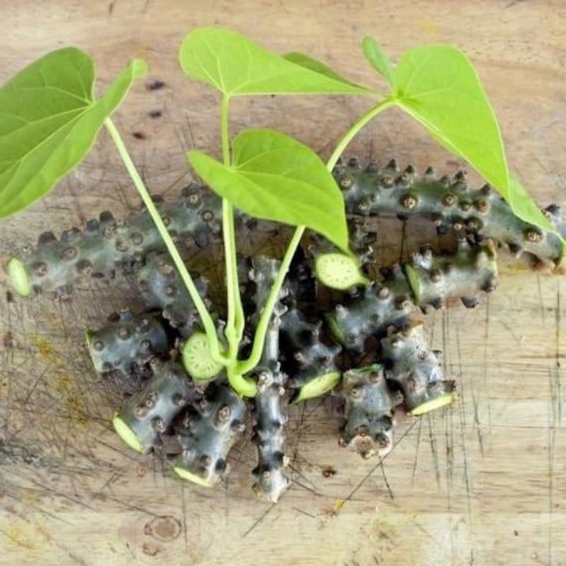 BROTOWALI BATRAWALI MURAH BANYAK KHASIAT NYA 250 GRAM UNTUK SAPIH ANAK