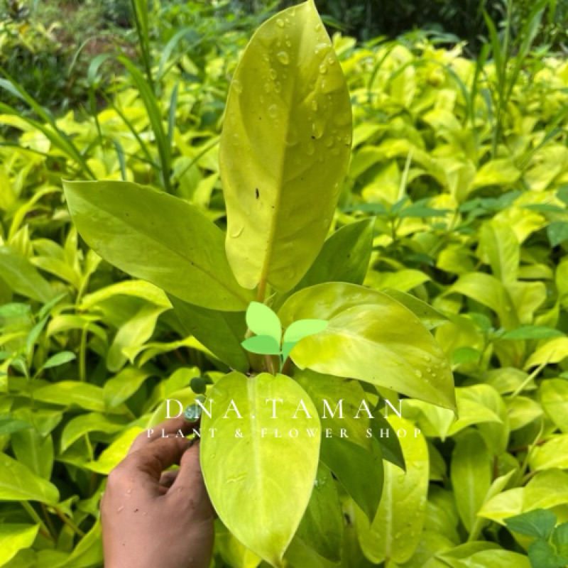 TANAMAN HIAS SIRIH GADING LEMON RIMBUN // TANAMAN HIAS SIRIH GADING LEMON RIMBUN