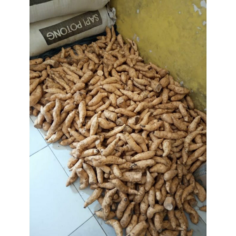 

Ubi Cilembu Pacet-Mojokerto