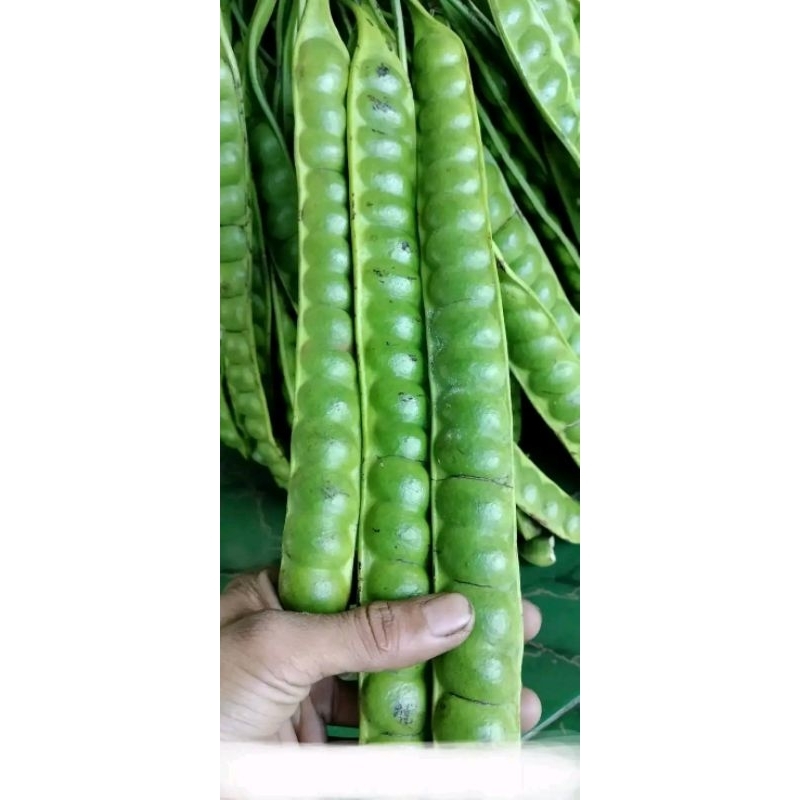 

pete petai manis fres mata besar sortir 11lonjor