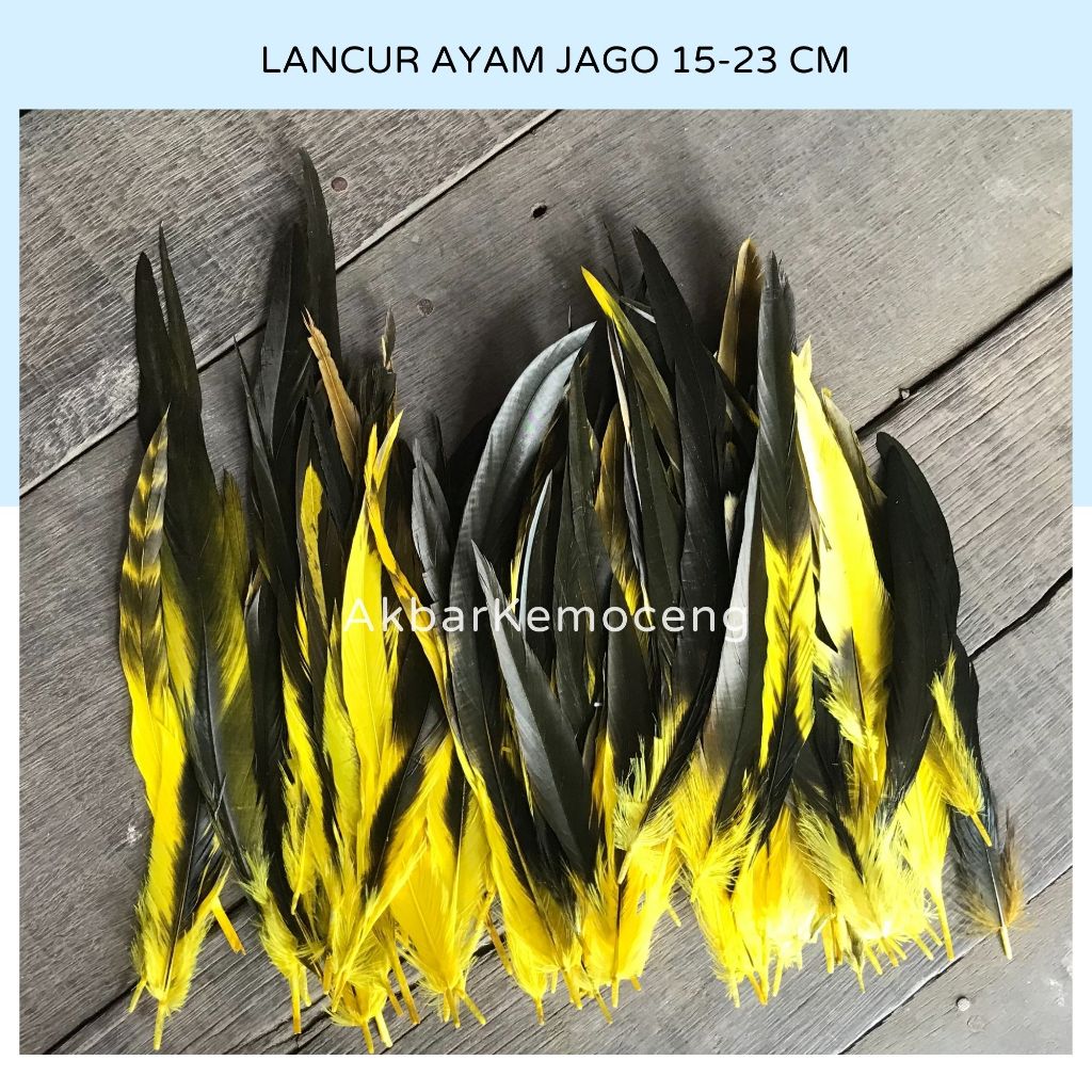 Bulu ayam jago bagian lancur panjang 13-25 cm isi 50 helai - bulu ayam pejantan jago bangkok murah