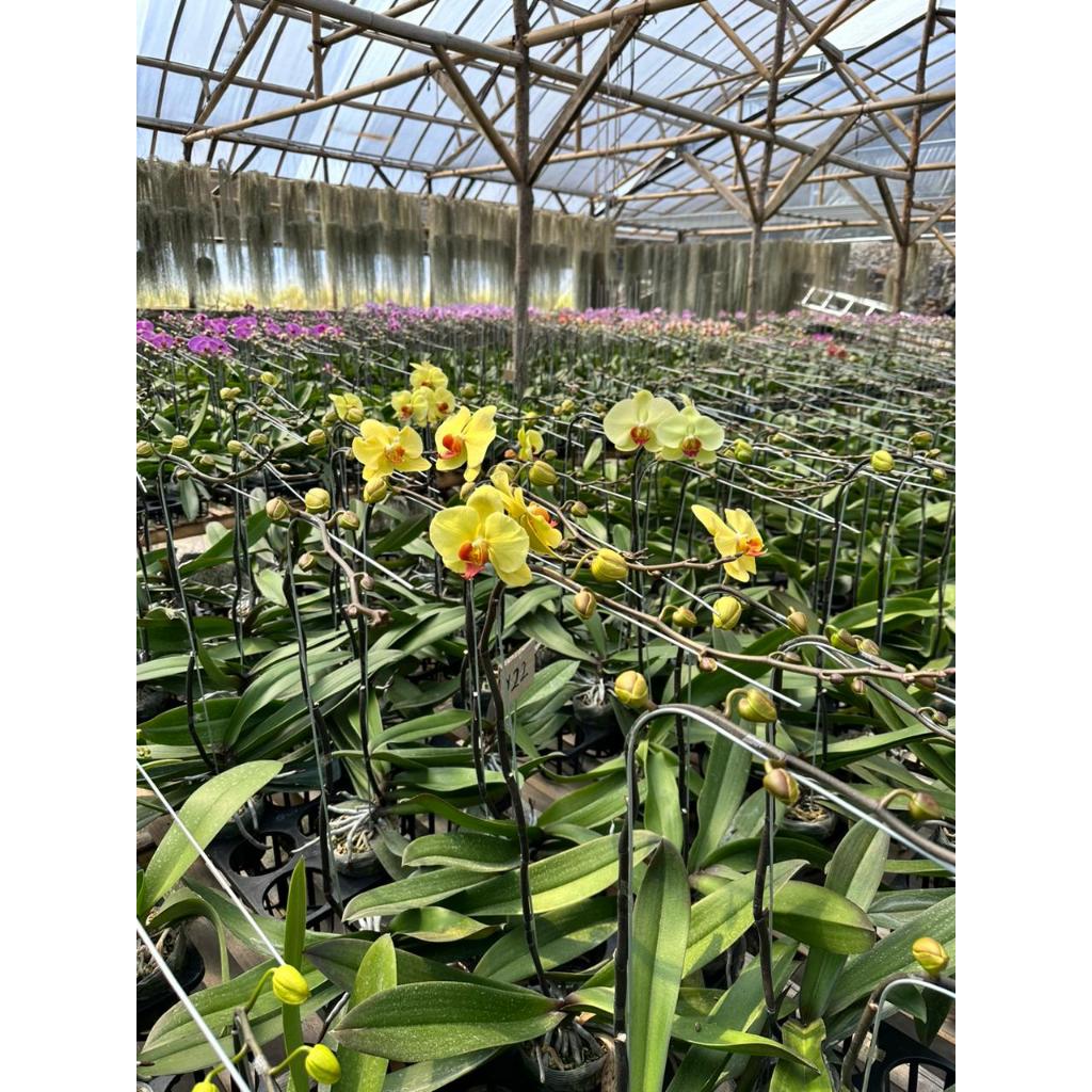 Tanaman Hias Anggrek - Tanaman dalam pot