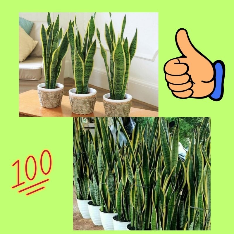 Tanaman Lidah Mertua Hidup, Tanaman Lidah Mertua Jumbo, Tanaman Lidah Mertua Jumbo Super