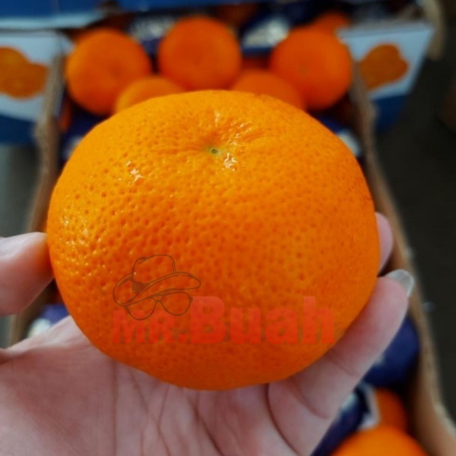 

BUAH JERUK MANDARIN HONEY MURCOT