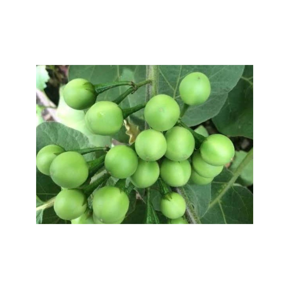 

Buah sayur terong pokak