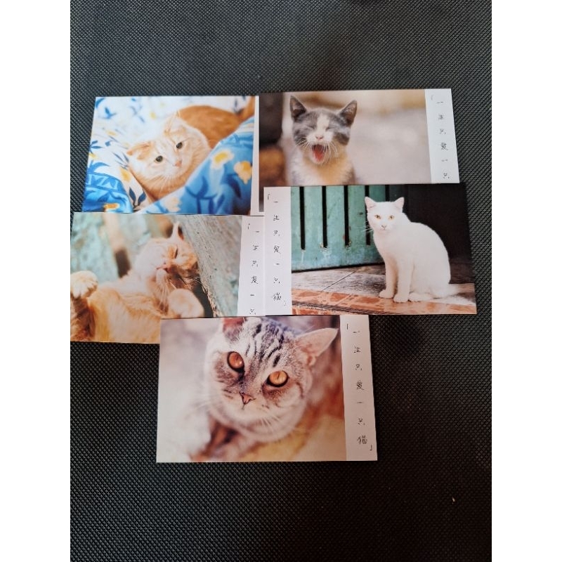 

kartu pos kucing/cat postcard