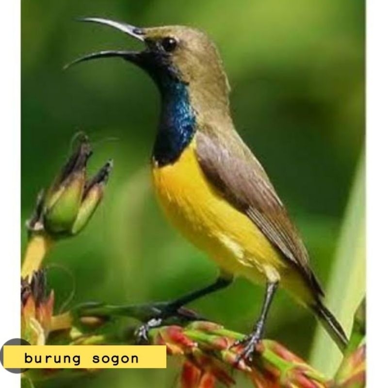 BURUNG SOGON JANTAN PILIHAN SUPER