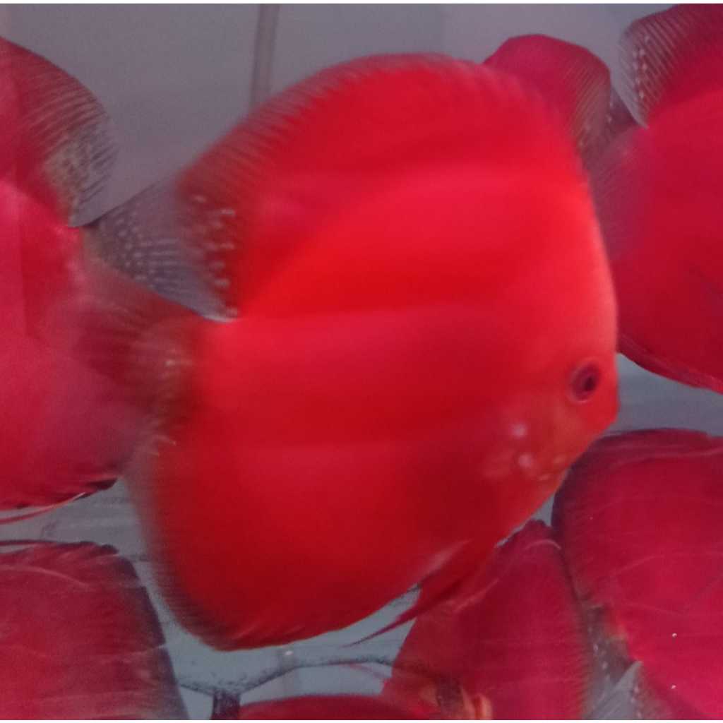 Ikan Discus Super Red Melon HB 1,5 cm s/d 5 inch