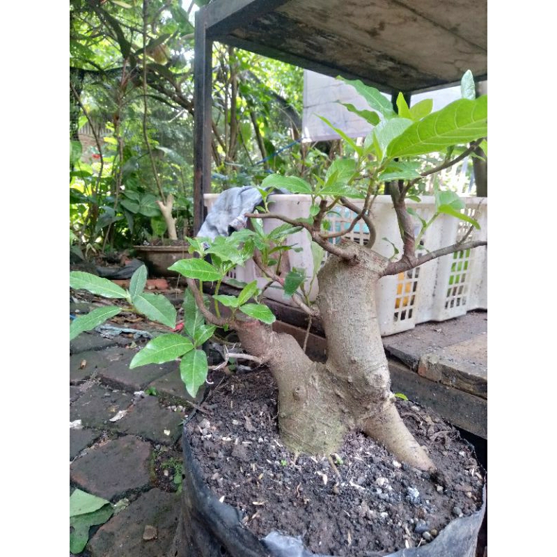 BONSAI LOA/FICUS RECEMOSA PROGRAMAN AKAR KELILING
