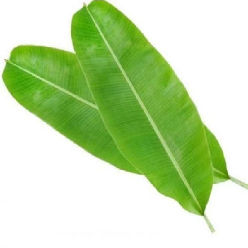 

Daun pisang Bungkus nasi 50 bks, fresh baru petik harga termurah