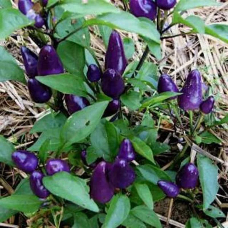 15 butir benih cabe ungu