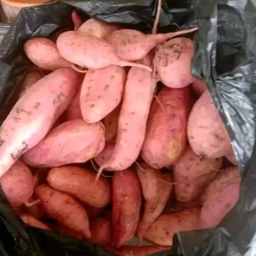 

ubi jalar 1 kg berkualitas rasa enak