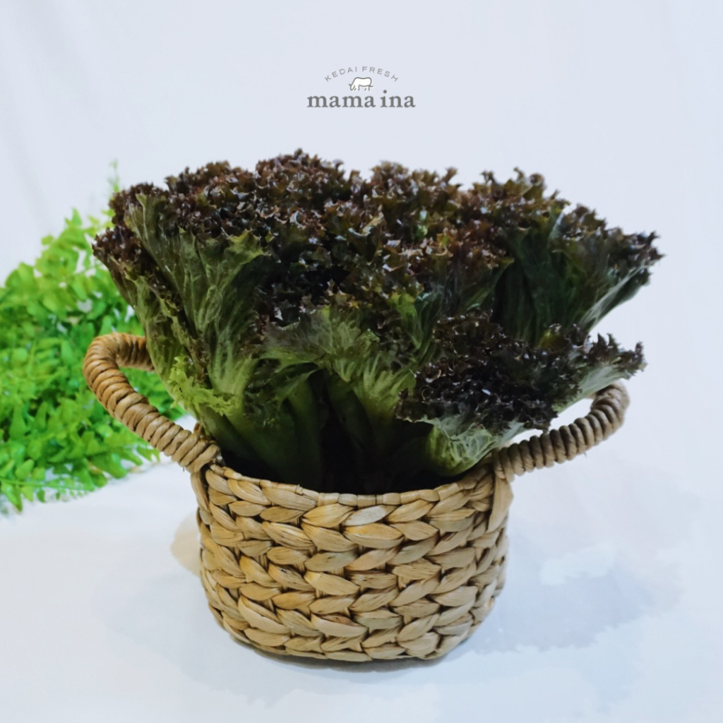 

Hydroponic Lollorosa 250g