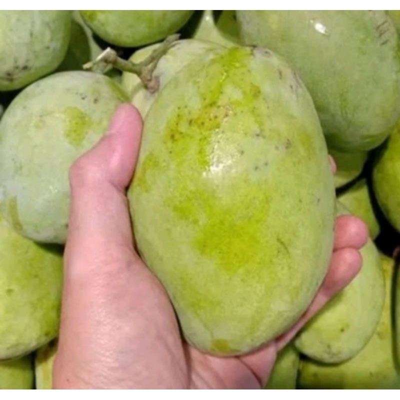 

mangga indramayu obral 1 kg 8000