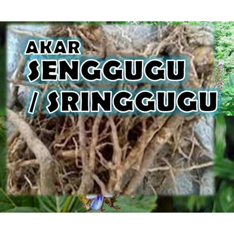 

Akar Senggugu / Sringgugu Bubuk Kering. Tanpa Campuran 10gr.