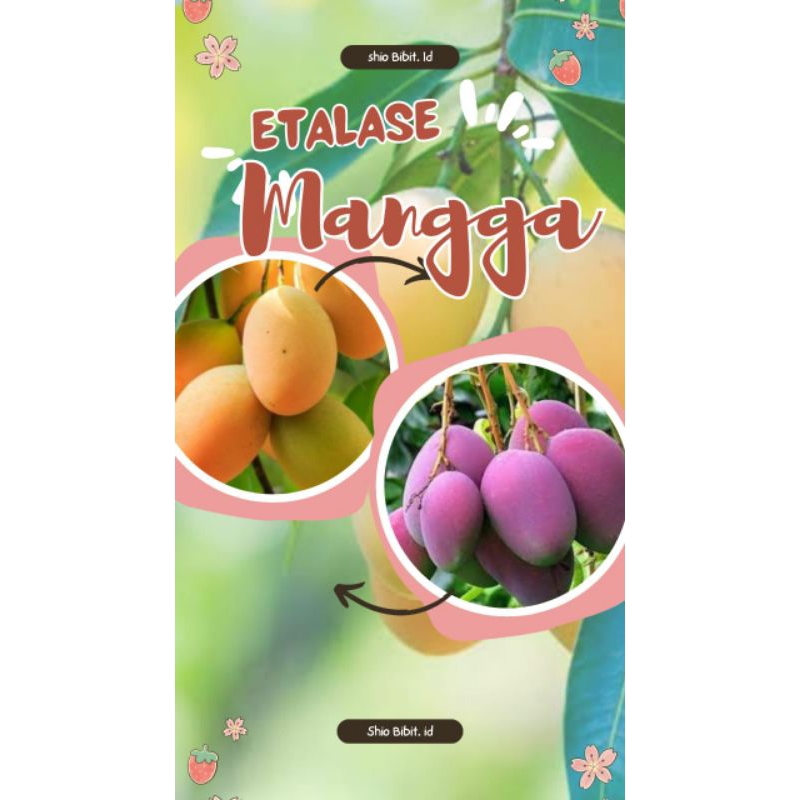 

Etalase KhusuS Mangga SEMUA JENIS