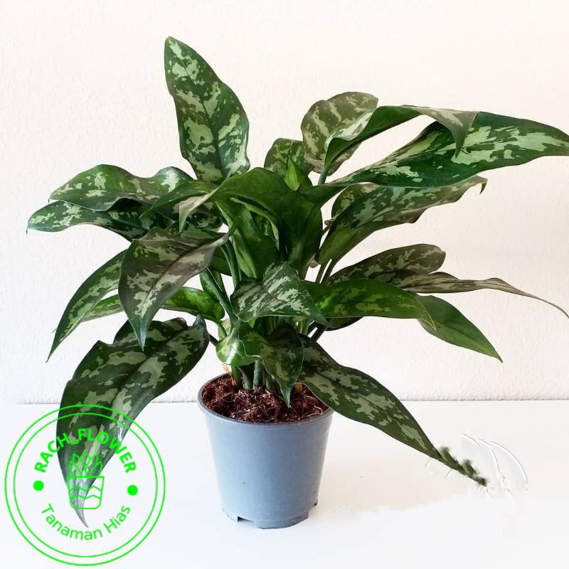 ( BISA COD ) Tanaman Hias Aglonema Srirejeki Army - Blanceng Sri Rejeki Armi / Bunga Hias Aglaonema 