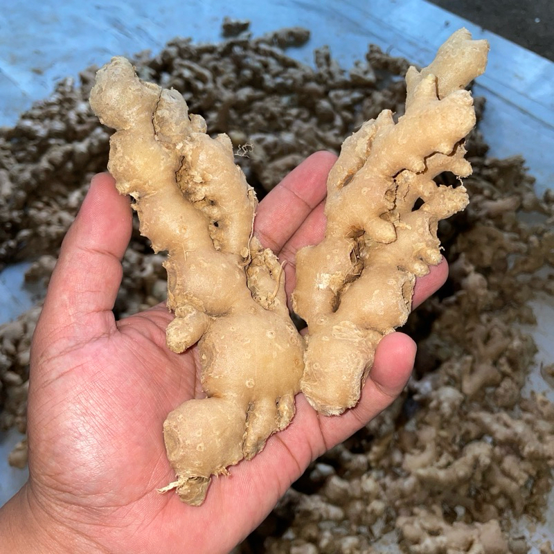 

JAHE EMPRIT SUPER SEGAR FULL CUCI BERSIH