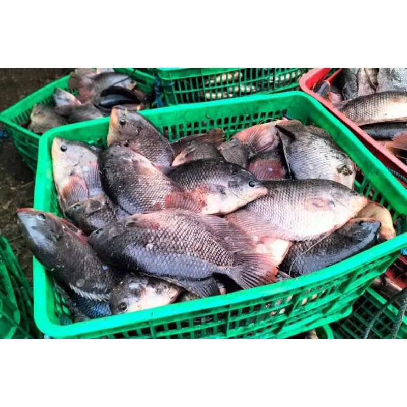 

Ikan Gurame Segar Gurame Hidup 1 Kg