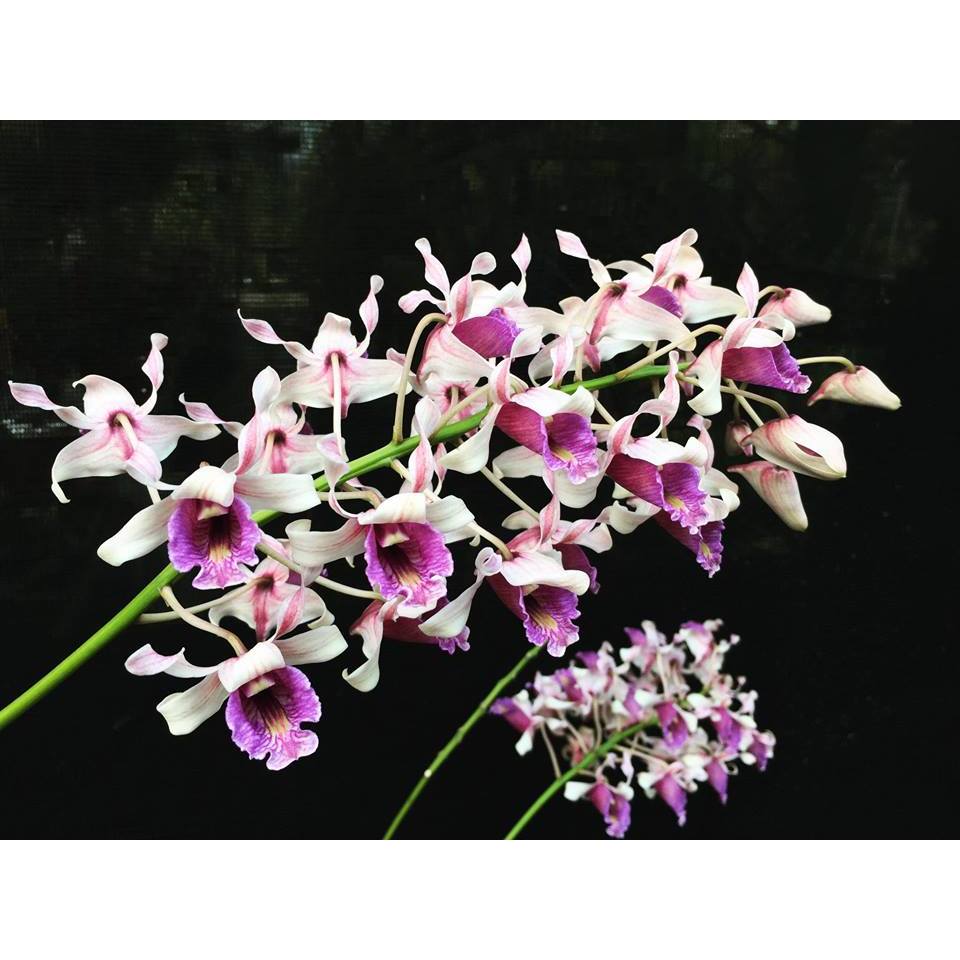 Anggrek Dendrobium Nindii