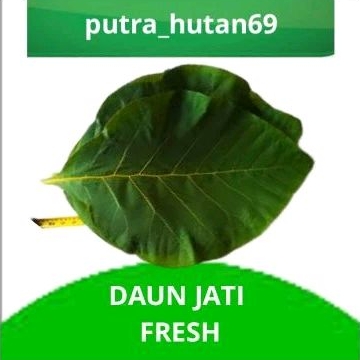 

DAUN JATI 50 LEMBAR