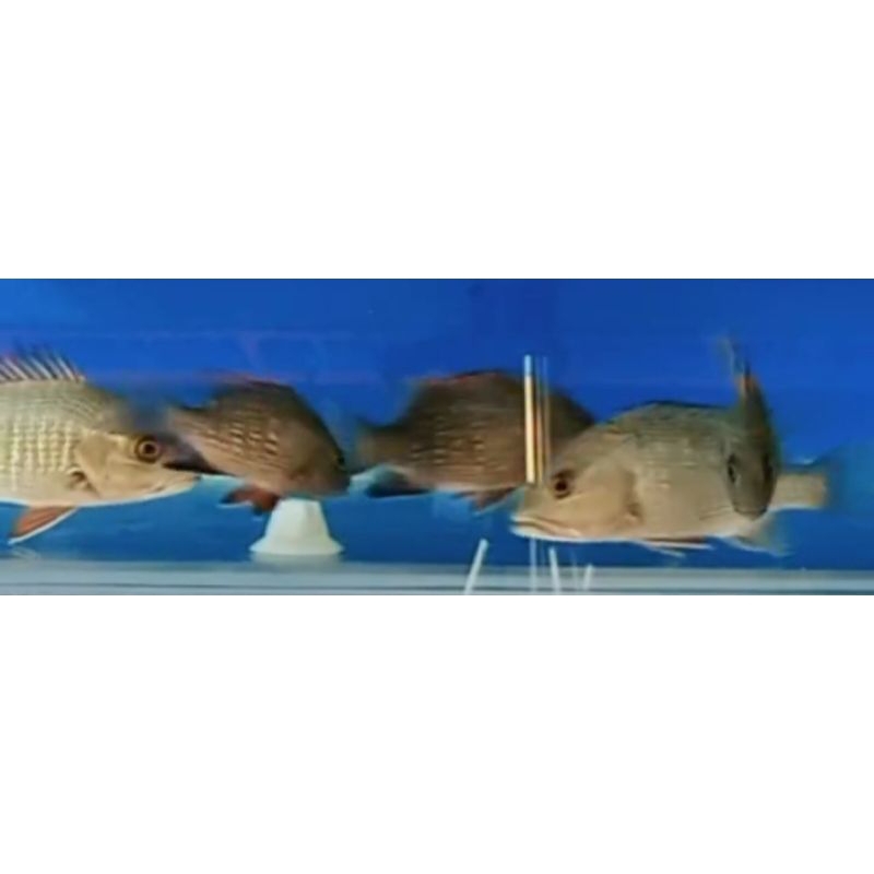 hiasan mangrove Jack (MJ)