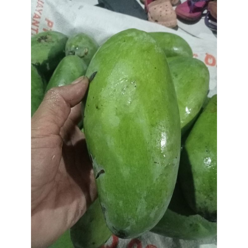 

mangga kiojay mentah muda buat rujak dan asinan 1kg