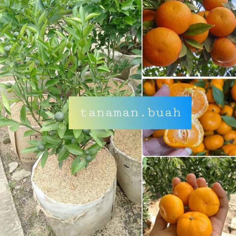 Klik Pesan bibit jeruk santang madu kondisi berbuah