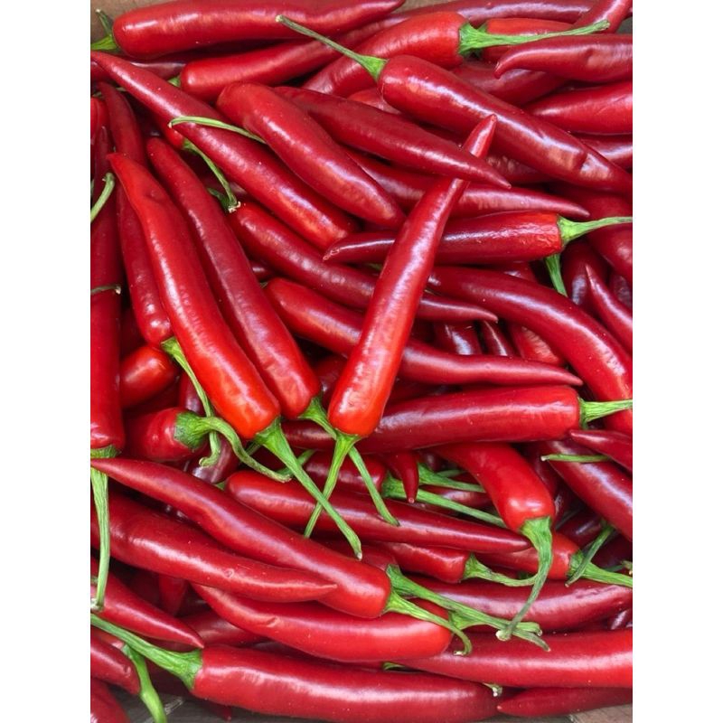 

Cabe Merah Besar 1kg Fresh