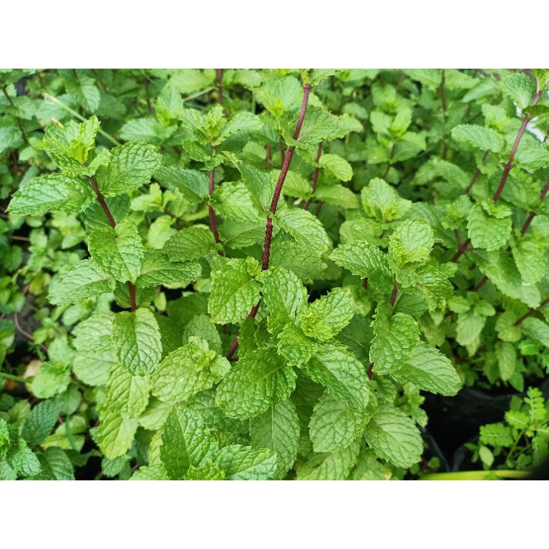 

Daun Mint Fresh/ Jual Per Pot bisa petik berkali²