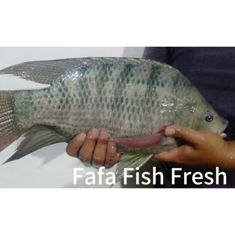 

Ikan Nila Induk