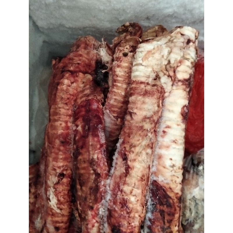 tracea , selongsong tenggorokan sapi