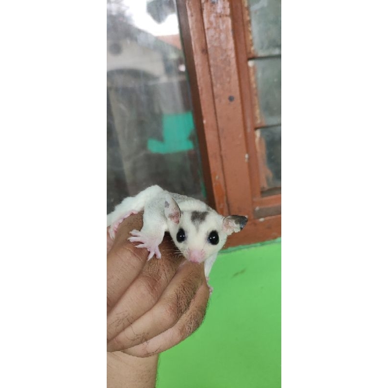 Joey Sugar Glider Mozaik