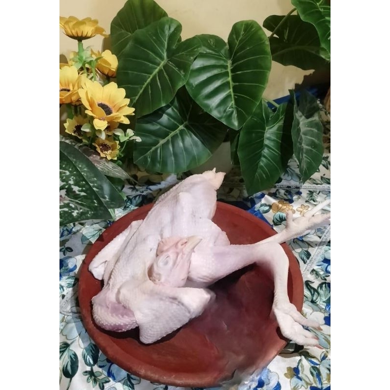 

Ayam Jantan Tanpa lemak